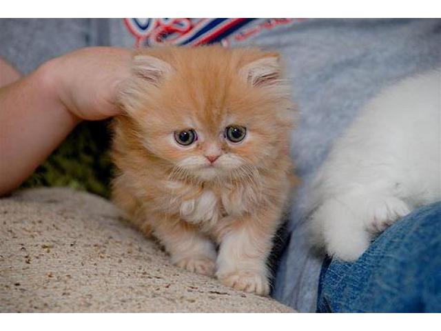 Persian kittens Seattle - Washington Craigslist - Classifieds